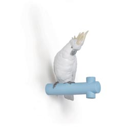 Parrot hang i