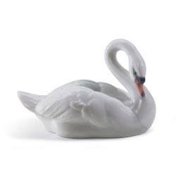 Cisne elegante