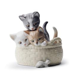 Gatitos curiosos