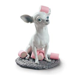 Chihuahua con marshmallows