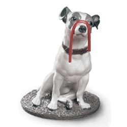 Jack Russell con regaliz