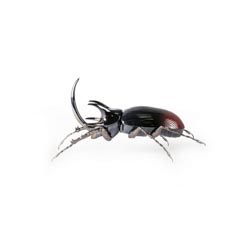 Escarabajo rinoceronte