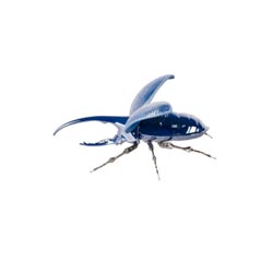 Escarabajo hrcules