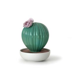 Cactus ferocactus-llega la noche