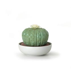 Cactus astrophytum-flores del trpico