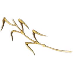 Clavel de cinco hojas 28x10