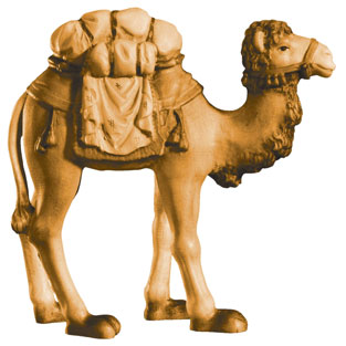Camello