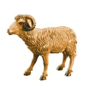 Cordero