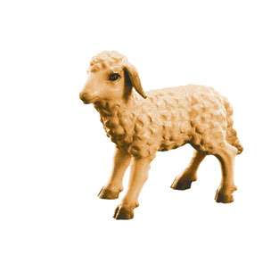 Cordero