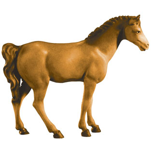 Caballo oscuro