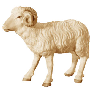 Cordero