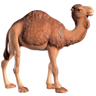 Camello