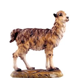 Llama b.k.