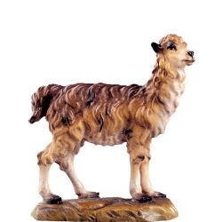 Llama d.k.
