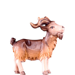 Macho de cabra t.k.