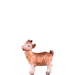 Cabrito t.k.
