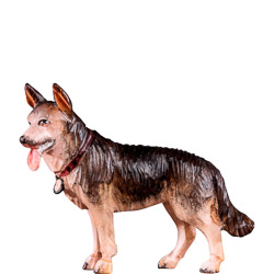 Perro pastor t.k.
