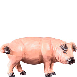 Cerdo t.k.