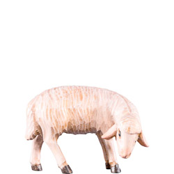 Oveja pastando r.k.