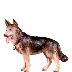 Perro pastor r.k.