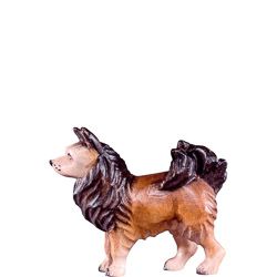 Perro volpino r.k.