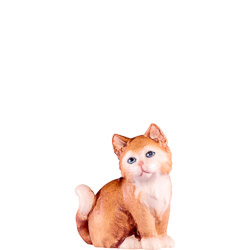 Gato marrn artis