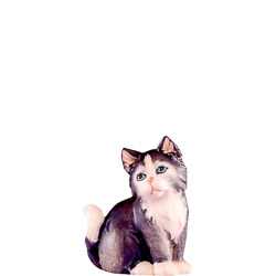 Gato gris artis