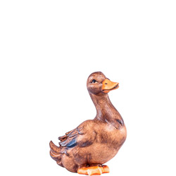 Pato artis marrn